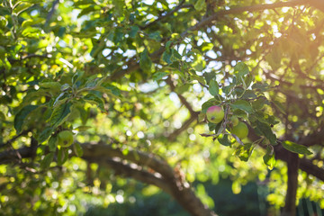 Apple Tree With Fruits On Sunny Day 