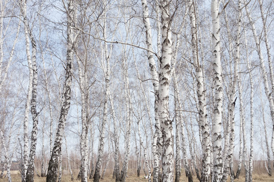 Fototapeta birch forest