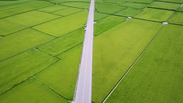 Fly over Mr. Brown Avenue surrounded by rice fields. Chishang. Taiwan. June 2017.
