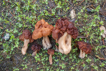 Spring forest mushrooms - Gyromitra esculenta. The first spring mushroom.