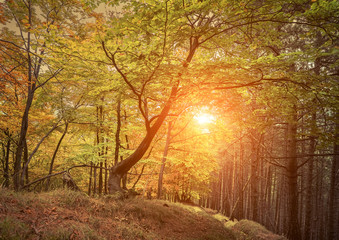 Beautiful autumn view in forest.