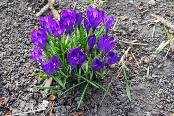 Krokusse