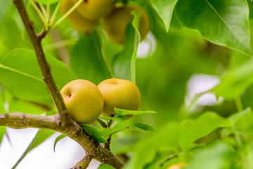 小さい実りたての梨