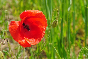 Mohnblume