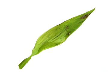 Withered alstroemeria leaves on white background