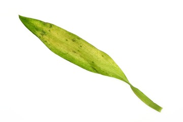 Withered alstroemeria leaves on white background