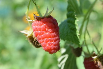raspberry