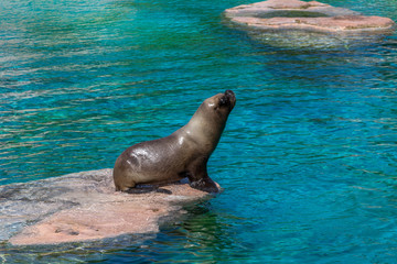 Male Sea lion standing on a big sea rock stone with blue water surrounding it
