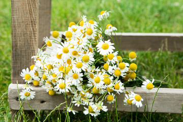 Obraz premium Daisy chamomile flowers on wooden garden table. with copy space.