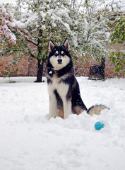 Husky staring into camera with beautiful appletree blossoms in background, covered in snow (frostbite) from heavy snowfall. Bavaria, Germany