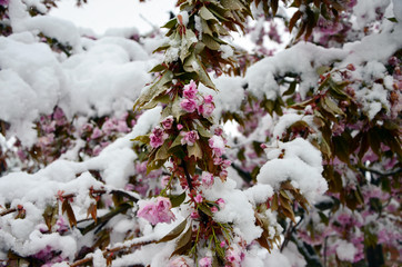 Beautiful appletree blossoms in spring, covered in snow from heavy snowfall. Bavaria, Germany
