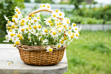 Fototapeta na wymiar Daisy flowers in the basket. Basket with chamomile in the garden.