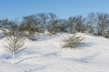 Small Snow Hills and Trees