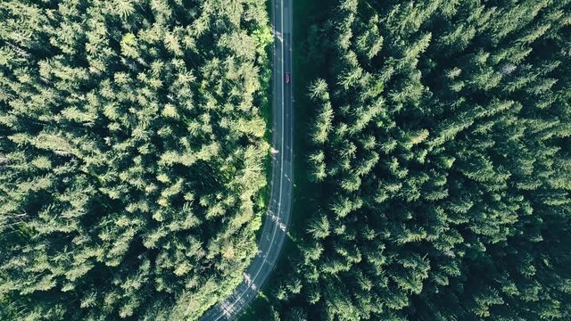 Aerial top down view of a fir tree European forest and a red car speeding on the road