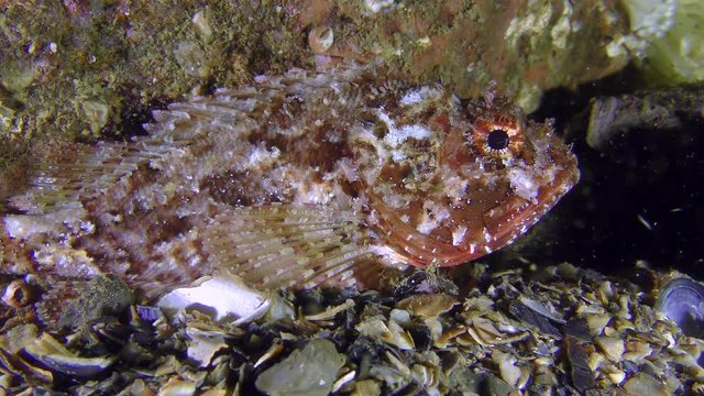 Black scorpionfish (Scorpaena porcus) is almost invisible against the background of a stone, medium shot.
