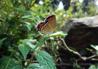 butterfly on leaf