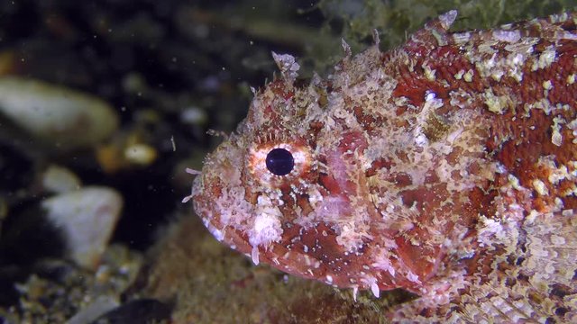 Portrait of brightly colored Black scorpionfish (Scorpaena porcus).
