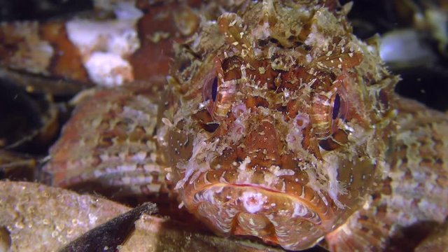 Portrait of a brightly colored Black scorpionfish (Scorpaena porcus), front view.
