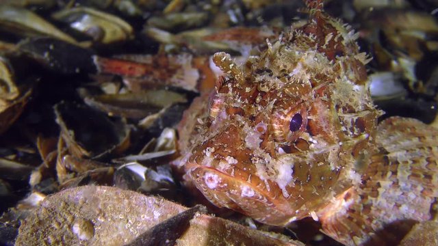 Black scorpionfish (Scorpaena porcus) slowly crawls on the bottom by the pectoral fins.
