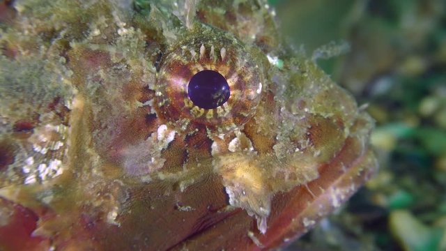 Eye of Black scorpionfish (Scorpaena porcus), close-up.
