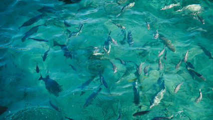 Shark among school of reef fish, turquoise clear ocean. BUsiness concept be unique and outstanding from other