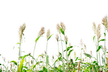 Sorghum bicolor on white,farm