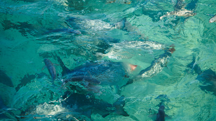 Shark among school of reef fish, turquoise clear ocean. BUsiness concept be unique and outstanding from other