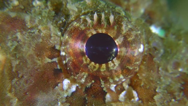Eye of Black scorpionfish (Scorpaena porcus), super close-up.
