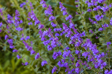 Catmints or Nepeta lavender flowers in the garden, summertime. - 162715207