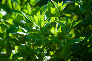 Fototapeta na wymiar Green mint leaves growing in the summer garden.