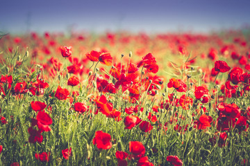 Poppy field. Flowers background. Beautiful field of red poppies