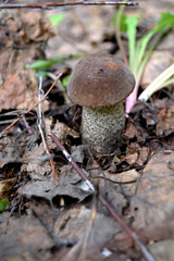 Brown cap boletus in forest: edible mushroom