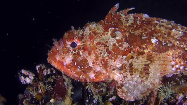 Bright red Black scorpionfish (Scorpaena porcus) on a dark background of the water column, close-up.
