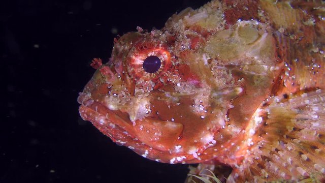 Bright red scorpionfish (Scorpaena porcus) on a dark background of the water column, portrait.
