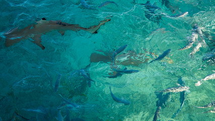 Shark among school of reef fish, turquoise clear ocean. BUsiness concept be unique and outstanding from other