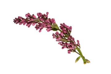 Branch of blossoming lilacs on a white background