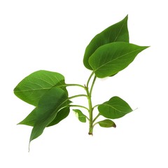 Fototapeta premium Leaves of lilac on white background