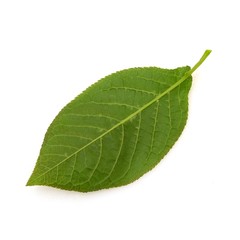 Leaves of lilac on white background