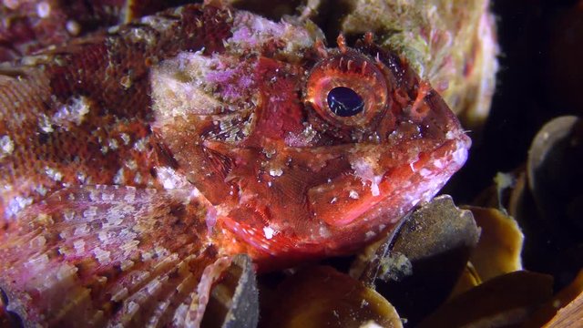 Colorful Black scorpionfish (Scorpaena porcus) is looking for a convenient place among the shells, close-up.
