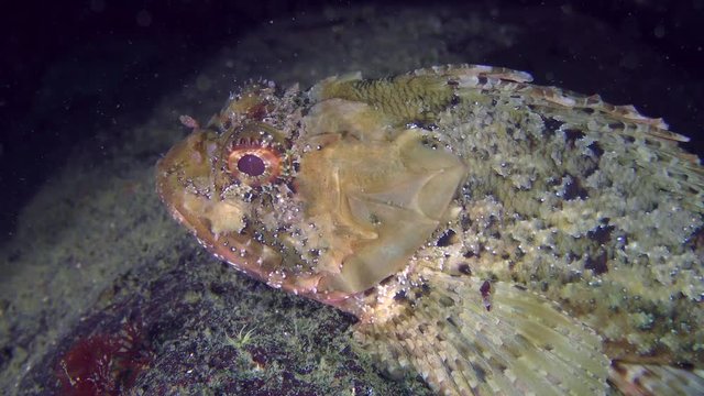 Black scorpionfish (Scorpaena porcus) on top of stone, close-up.
