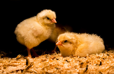 Newborn baby chickens under heat lamp