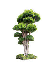 bonsai tree isolate on white background
