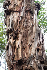 Australian Blue Mountains ash eucalyptus gumtree