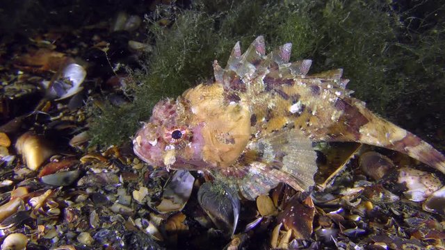 Sea bottom fish Black scorpionfish (Scorpaena porcus) pink-yellow color near the thickets of algae, medium shot.
