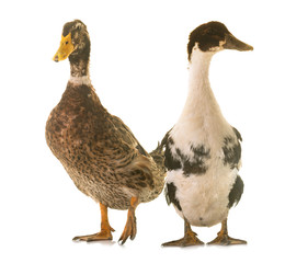 mulard and rouen duck in studio