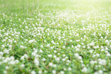 Obraz na płótnie Canvas white grass flower 