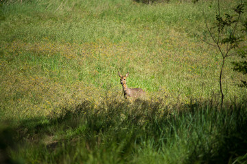 Roe in the Field