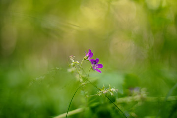 Geranium sylvaticum (wood cranesbill, woodland geranium)
