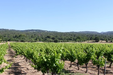 Fototapeta na wymiar vignoble du Luberon en Provence