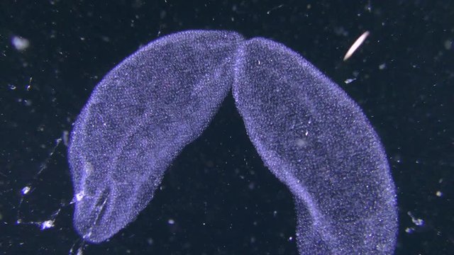 Reproduction of Black scorpionfish (Scorpaena porcus): eggs spawned by fish float in the water column.
